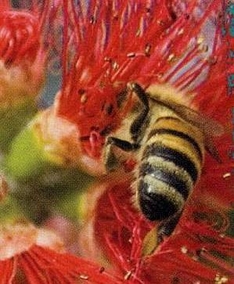 Ligurian Bee