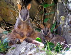 Kleines Bürstenschwanz-Känguru (Petrogale penicillata) Bild: David O'Toole