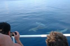 Ningaloo Reef Walhaie