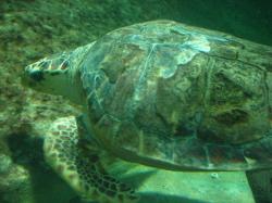 Schildkröten Beobachtung Bundaberg Queensland