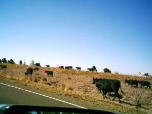 Deniliquin Rinder auf der Weide