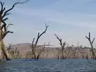 Abgestorbene Bäume im Lake Hume