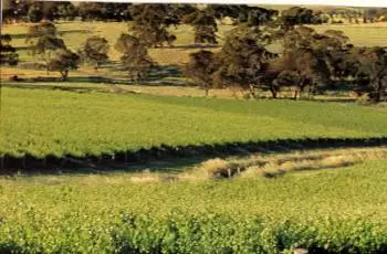 Wein in Südaustralien. Endlose Weinreben