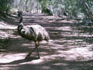 Emu auf dem Wangara Lookout Walk 