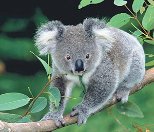 Koalas in der Sydney Wildlife World